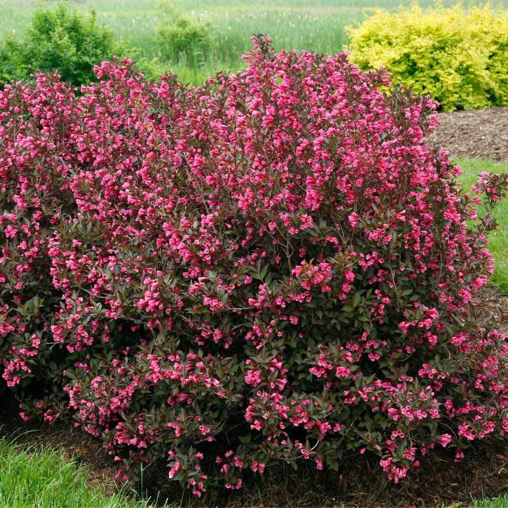 Wine & Roses® Weigela Shrub - Image 3