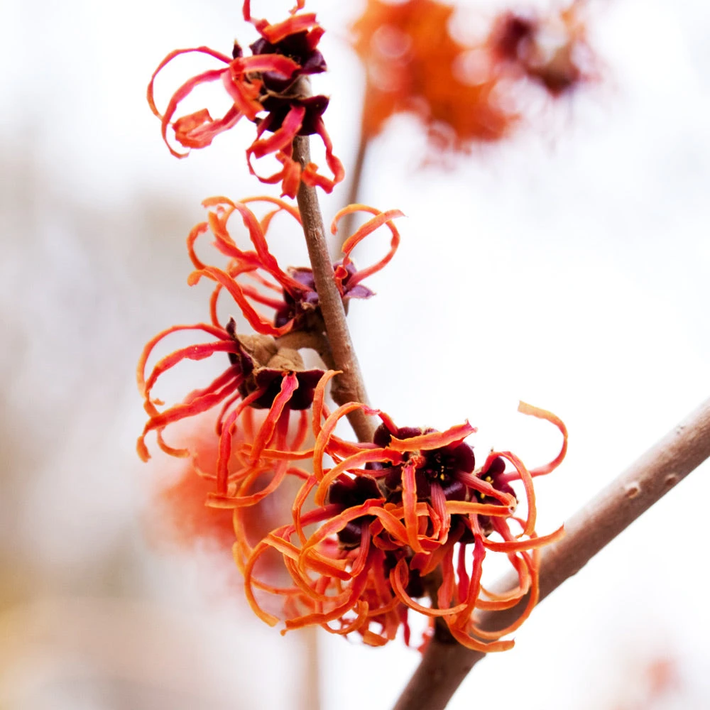 Jelena Witch Hazel Shrub - Image 3