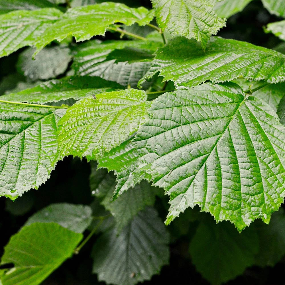 Jelena Witch Hazel Shrub - Image 5