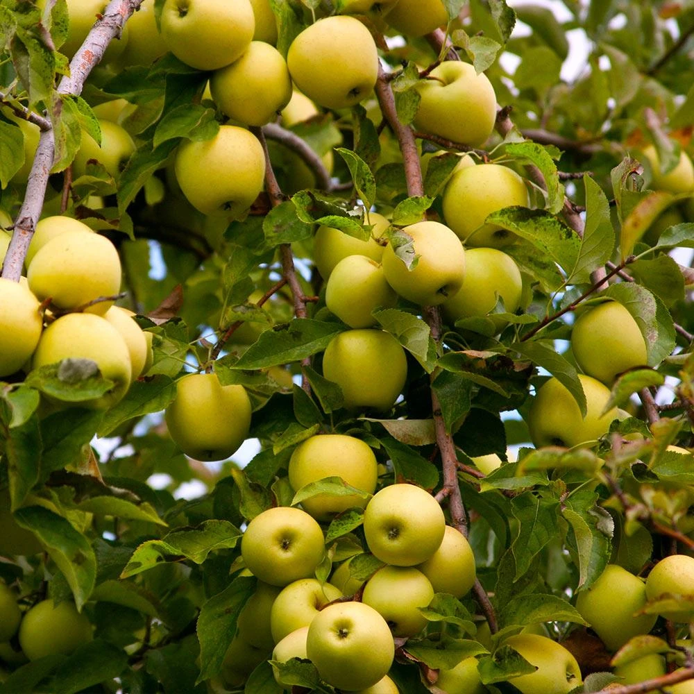 Golden Delicious Apple Tree - Image 2