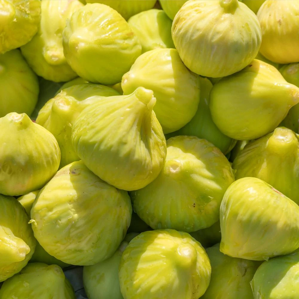 Yellow Fig Tree - Image 4