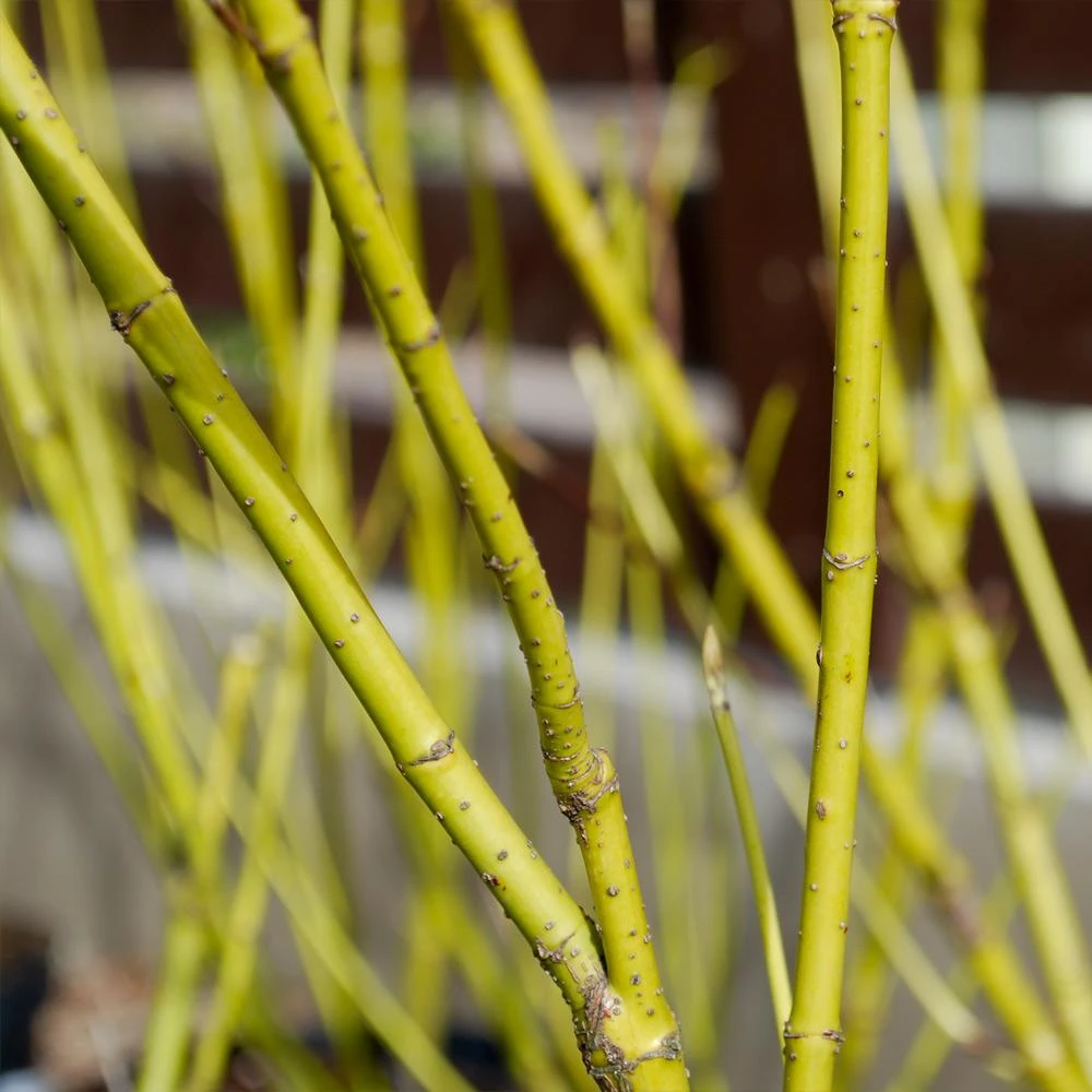 Yellow Twig Dogwood Shrub - Image 5