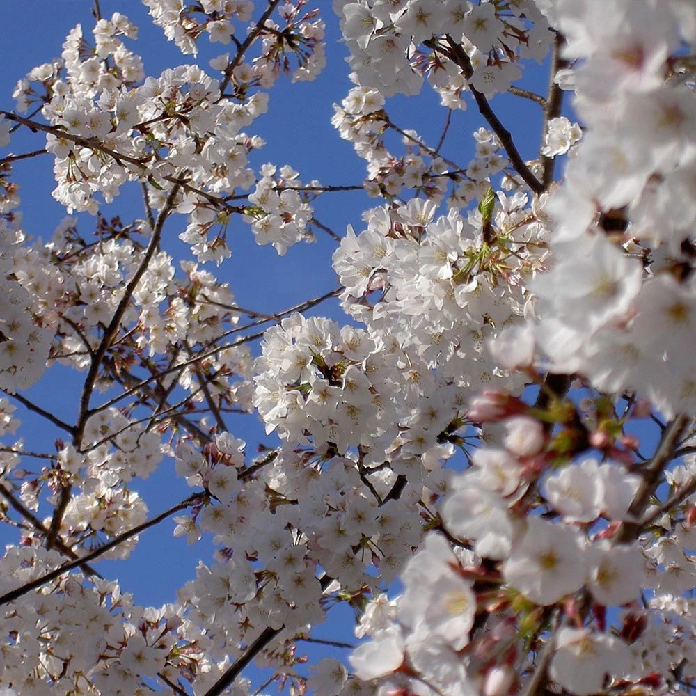 Yoshino Cherry Tree - Image 3