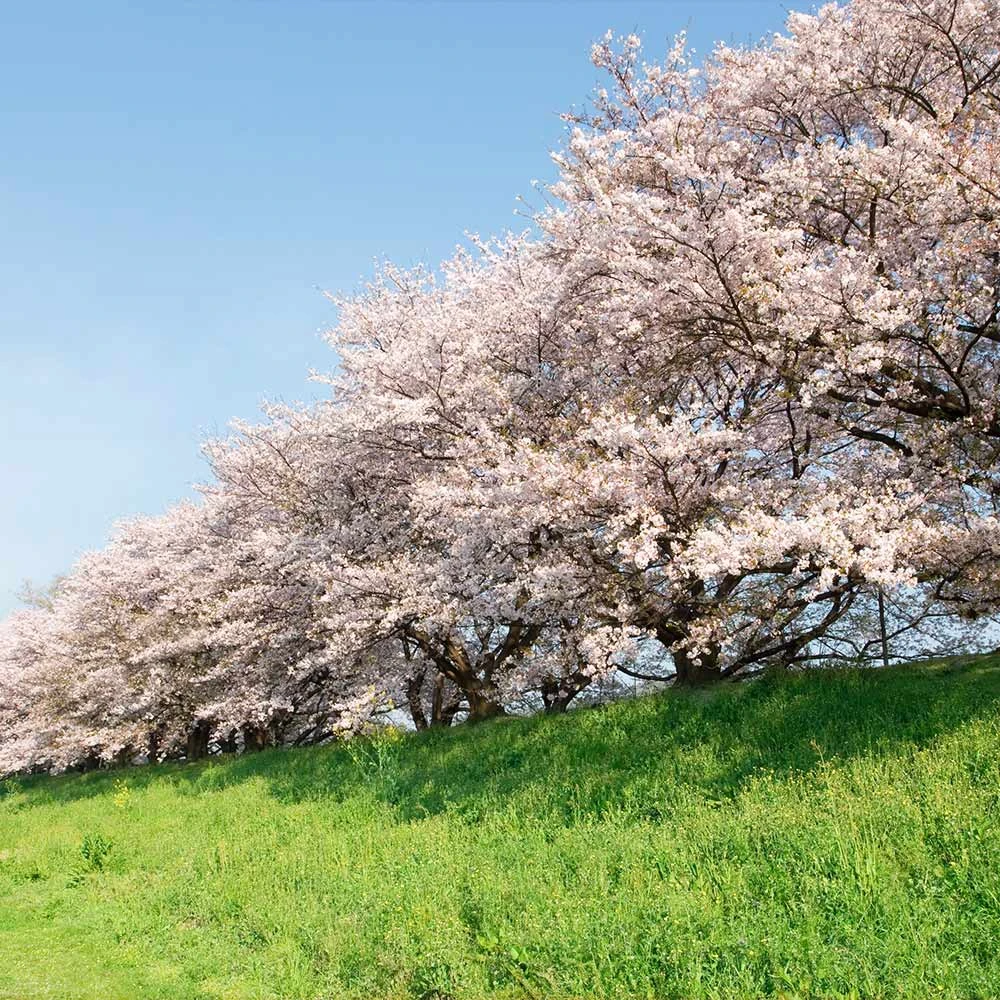 Yoshino Cherry Tree - Image 4