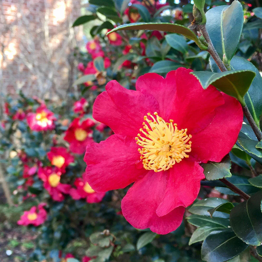 Yuletide Camellia - Image 2