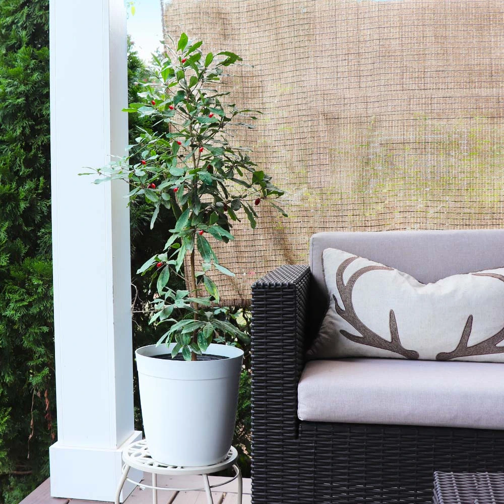 Miracle Berry Plant - Image 4