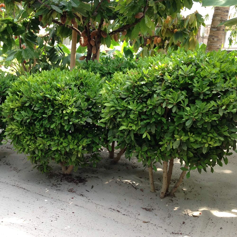 Miracle Berry Plant - Image 5