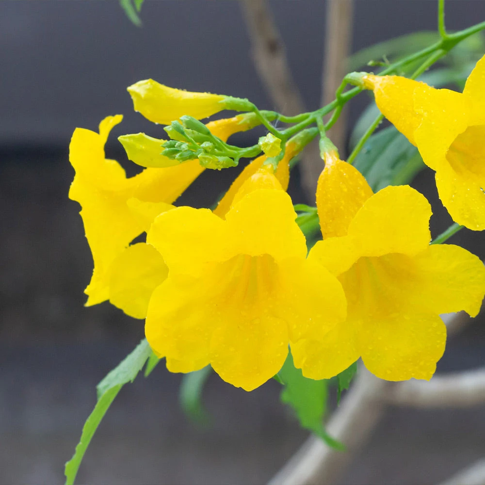 Sundance Tecoma - Image 3